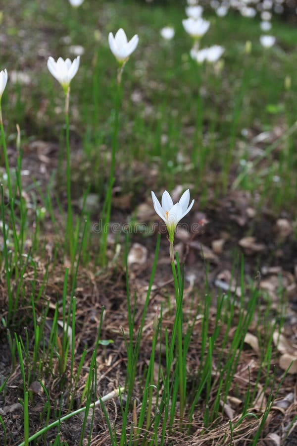 Vit Zephyranthes Candida royaltyfria foton Vit Zephyranthes Candida royaltyfria foton