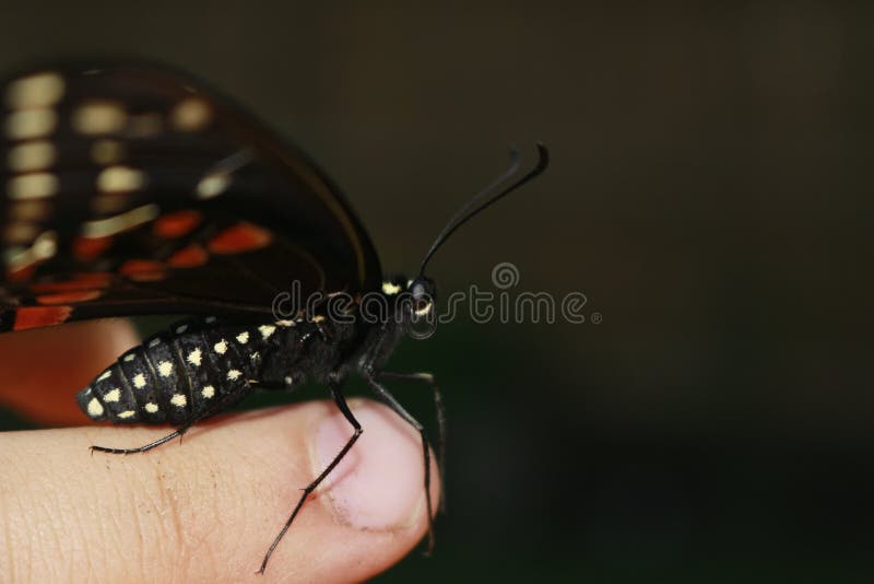 Vita alle vostre punte delle dita Anise Swallowtail Butterfly che riposa su un dito umano immagini stock libere da diritti Vita alle vostre punte delle dita Anise Swallowtail Butterfly che riposa su un dito umano immagini stock libere da diritti