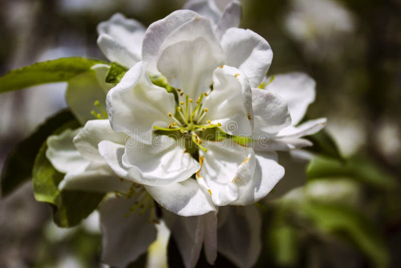 Vita Apple blomningar på bakgrunden av gröna sidor fotografering för bildbyråer Vita Apple blomningar på bakgrunden av gröna sidor fotografering för bildbyråer