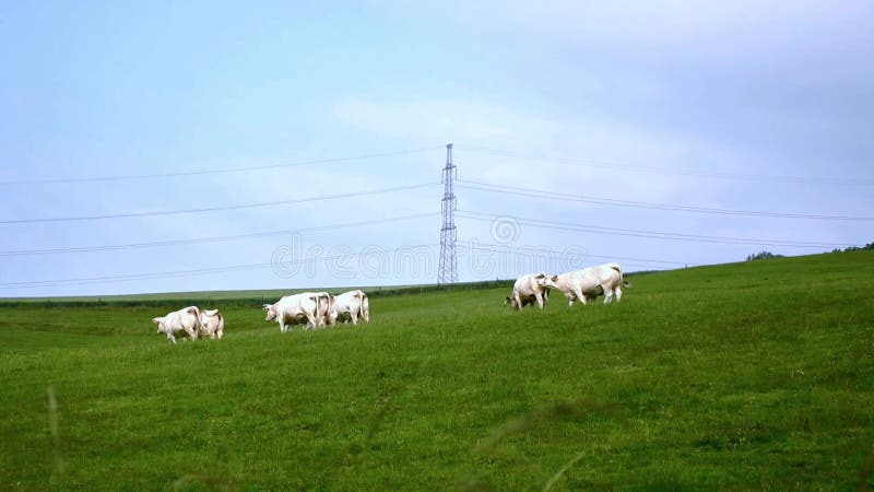 Vita belgiska kor i en ängsskugga med elpylon och elledningar i Wallonianvlandskapet lager videofilmer