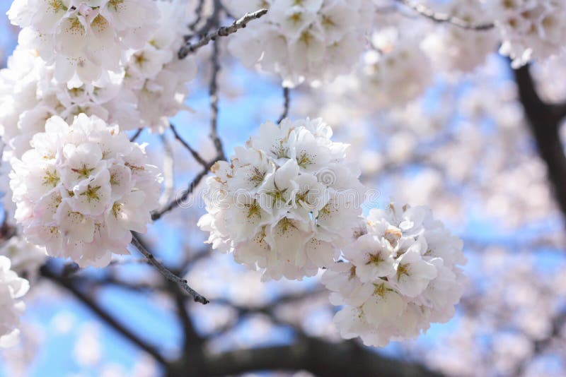 Vita blomblommor på ett träd royaltyfria bilder Vita blomblommor på ett träd royaltyfria bilder