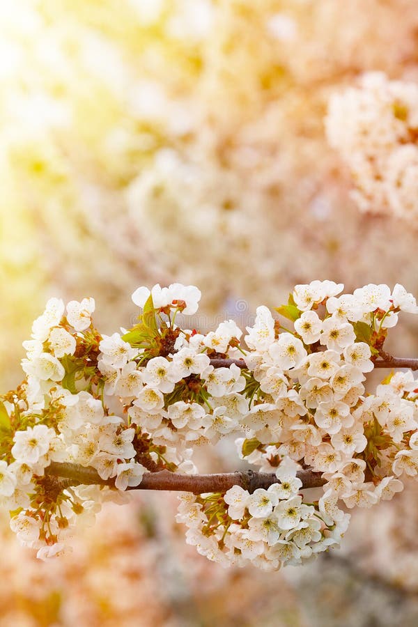Vita blommor av de körsbärsröda blomningarna royaltyfri bild Vita blommor av de körsbärsröda blomningarna royaltyfri bild