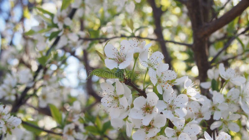 Vita blommor av de körsbärsröda blomningarna på bild för solig dag för vår en bred arkivbild Vita blommor av de körsbärsröda blomningarna på bild för solig dag för vår en bred arkivbild