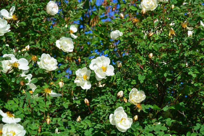 Vita blommor av det hundrosor eller nyponet på grön sidabakgrund royaltyfri foto Vita blommor av det hundrosor eller nyponet på grön sidabakgrund royaltyfri foto