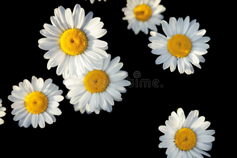 Vita blommor av tusenskönor på en svart bakgrund