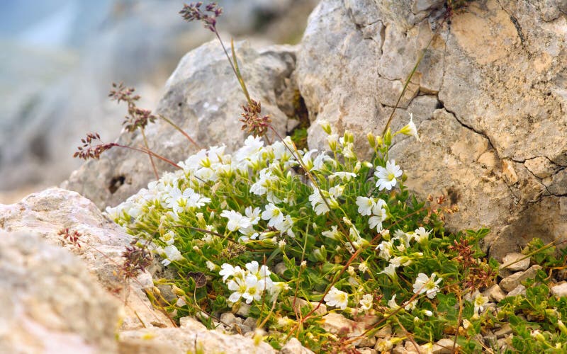 Vita blommor i reserv för Kaukasus berg royaltyfri fotografi Vita blommor i reserv för Kaukasus berg royaltyfri fotografi