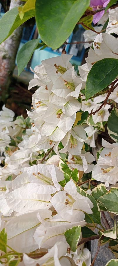 Vita blommor med vacker textur royaltyfria foton