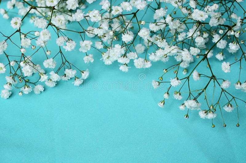 Vita blommor på blå bakgrund