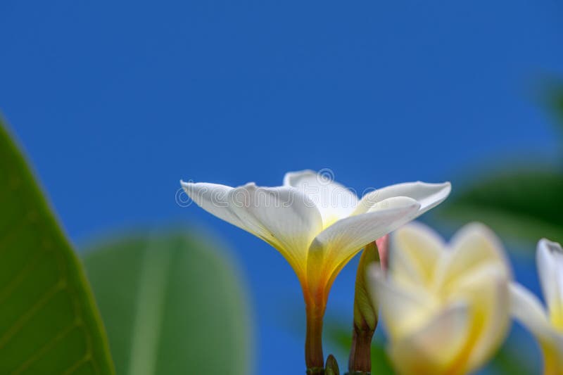 white plumeria flowers on a branch against a blue sky 2. white plumeria flowers on a branch against a blue sky 2