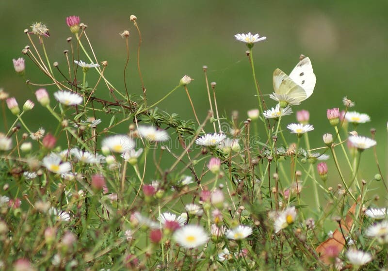 Vita fjärilsblommor arkivbilder Vita fjärilsblommor arkivbilder