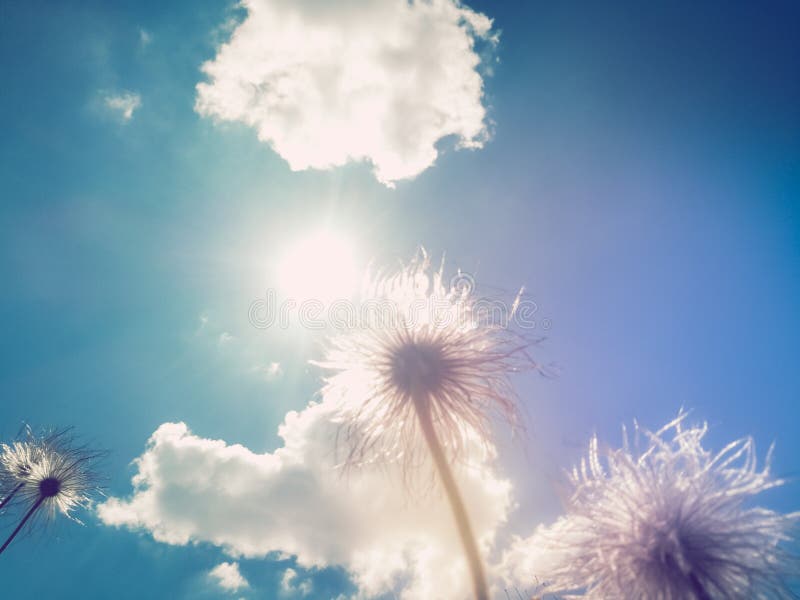 Vita fluffa vilda blommor mot blå himmel med vita moln Sunny sommardag arkivbilder Vita fluffa vilda blommor mot blå himmel med vita moln Sunny sommardag arkivbilder