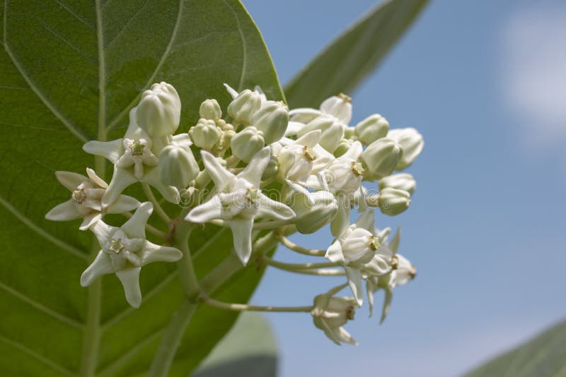 Vita kronablommor eller Calotropis Giantea i trädgården på himmelnaturbakgrund arkivbild Vita kronablommor eller Calotropis Giantea i trädgården på himmelnaturbakgrund arkivbild