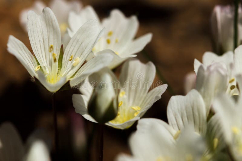 Vita meadowfoamblommor royaltyfri fotografi Vita meadowfoamblommor royaltyfri fotografi