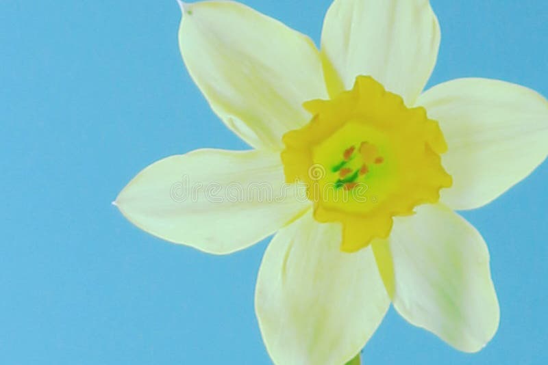 Vita och gula kronblad för påskliljahuvud på ett blekt - blå bakgrund royaltyfri fotografi Vita och gula kronblad för påskliljahuvud på ett blekt - blå bakgrund royaltyfri fotografi