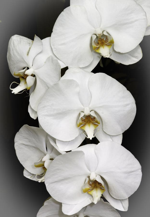vita orchids fotografering för bildbyråer vita orchids fotografering för bildbyråer