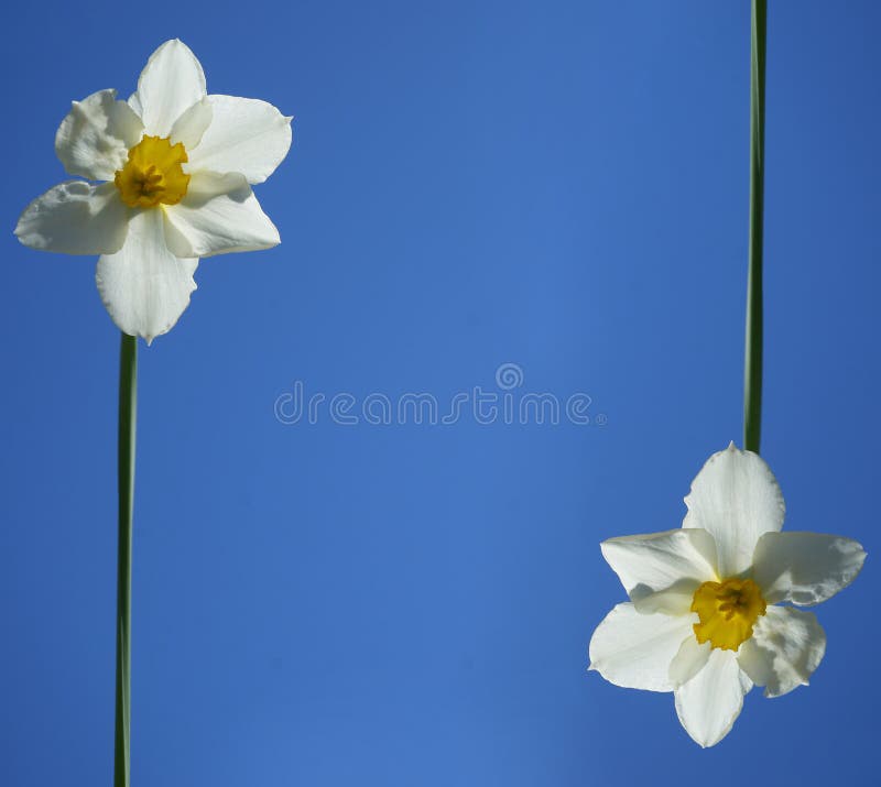 white petals. yellow daffodils in spring season. 2 two flowers on clear blue sky background. seasonal backdrop. empty copy space for inscription. happy easter frame. white petals. yellow daffodils in spring season. 2 two flowers on clear blue sky background. seasonal backdrop. empty copy space for inscription. happy easter frame