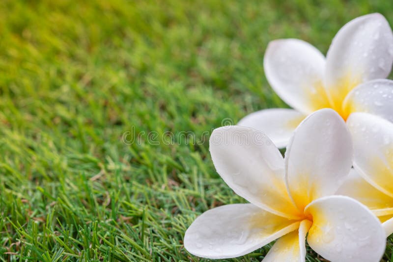 Vita plumeria- eller frangipaniblommor på suddig bakgrund för grönt gräs royaltyfria bilder Vita plumeria- eller frangipaniblommor på suddig bakgrund för grönt gräs royaltyfria bilder
