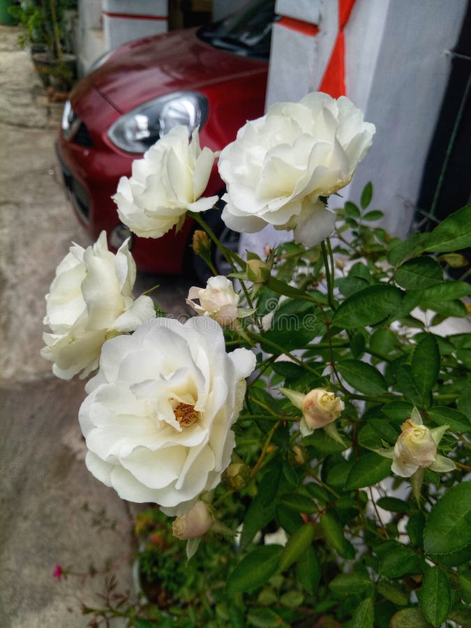 vita ro royaltyfria foton vita ro royaltyfria foton