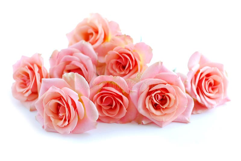 Vita rosa ro royaltyfri fotografi