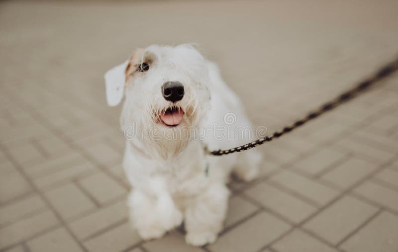 Vita Sealyham Terrier i parkerar att gå på en koppel arkivbild Vita Sealyham Terrier i parkerar att gå på en koppel arkivbild