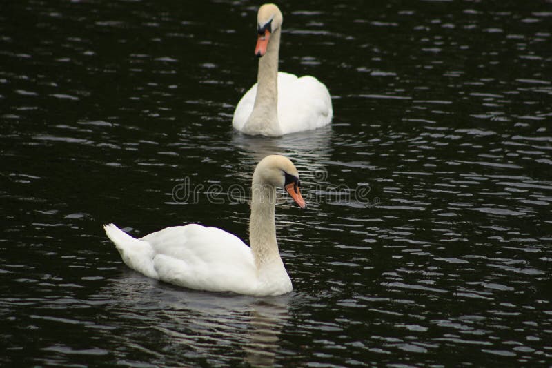 vita swans royaltyfria foton vita swans royaltyfria foton