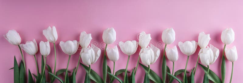 Vita tulpan blommar över ljus - rosa bakgrund Hälsningkort eller bröllopinbjudan arkivbilder Vita tulpan blommar över ljus - rosa bakgrund Hälsningkort eller bröllopinbjudan arkivbilder