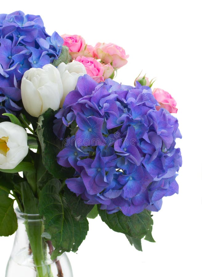 Vita tulpan, rosa rosor och blåa hortensiablommor royaltyfria bilder Vita tulpan, rosa rosor och blåa hortensiablommor royaltyfria bilder