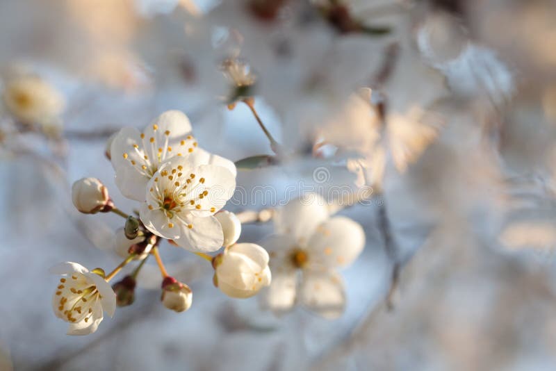 Vita vårblommor som blommar på ett träd fotografering för bildbyråer Vita vårblommor som blommar på ett träd fotografering för bildbyråer