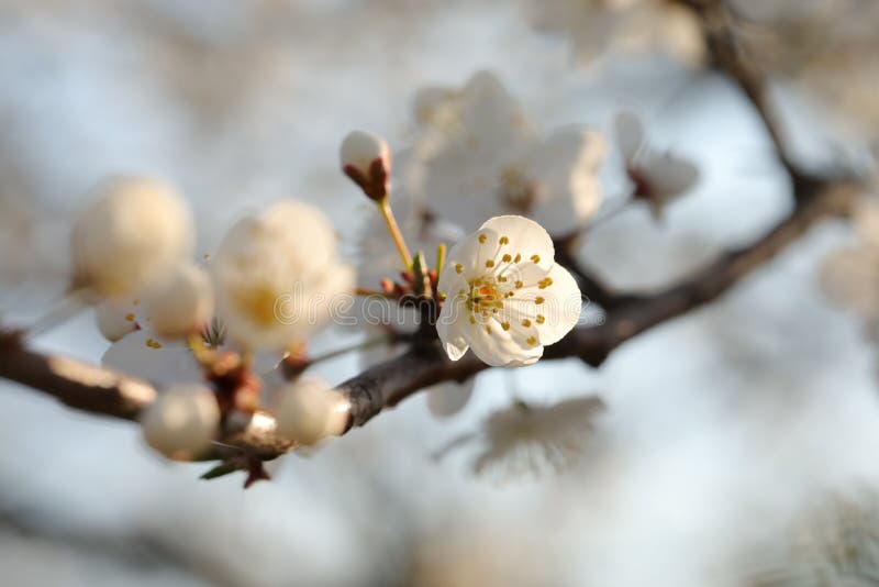 Vita vårblommor som blommar på ett träd arkivbilder Vita vårblommor som blommar på ett träd arkivbilder