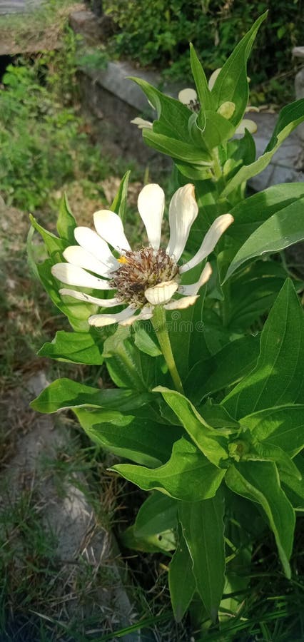 Vita zinnia-blommor som nästan royaltyfri foto