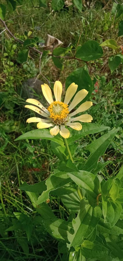 Vita zinnia-blommor som är nästan arkivbild