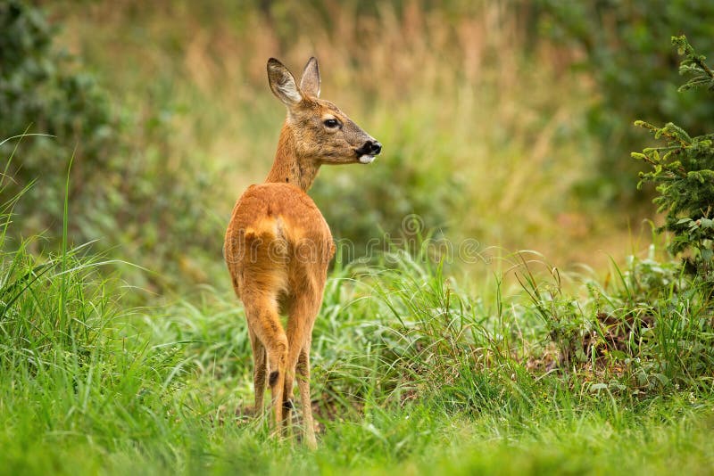 Vital roe deer in wilderness with green grass listening with interest.