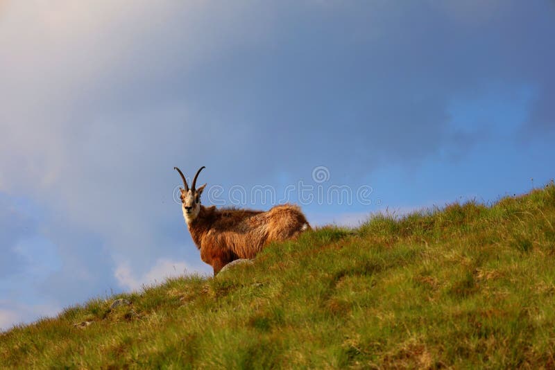 Vital tatra chamois, rupicapra rupicapra tatrica, climbing rocky hillside in mountains. Wild mammal looking in High Tatras