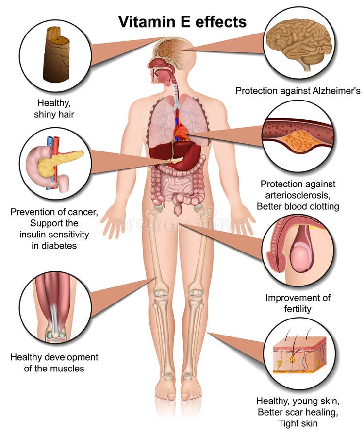 Vitamin E Effects Infographic 3d Medical Illustration on White