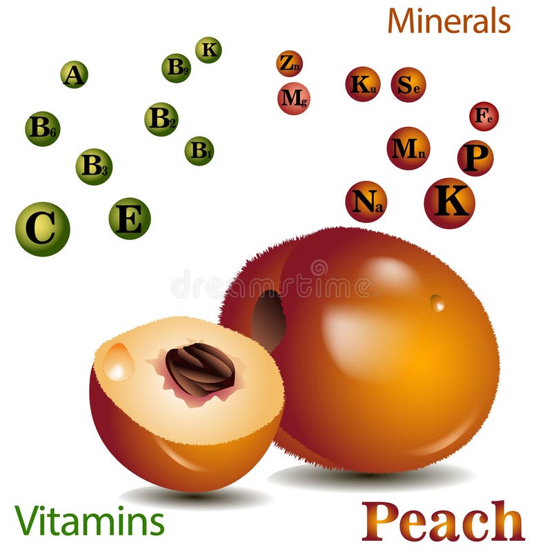 Peach Vitamins and Minerals Stock Vector Illustration of peaches