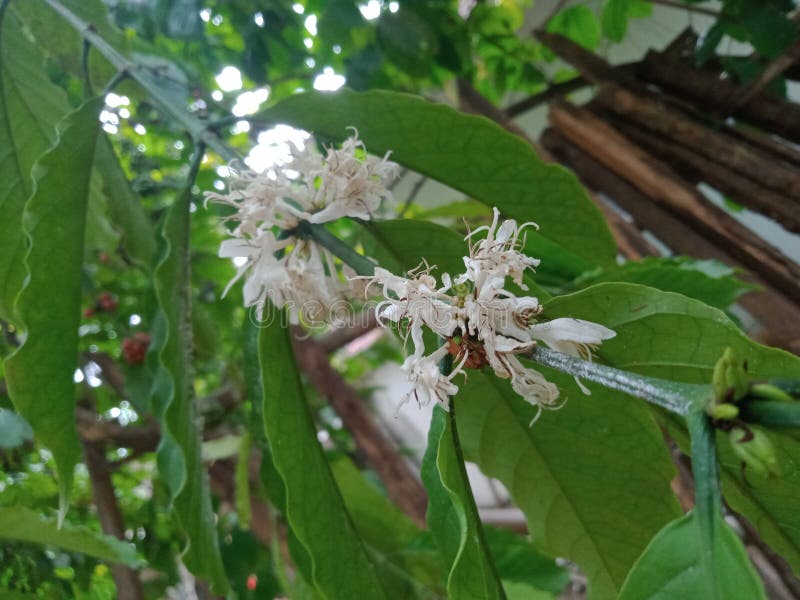 Vacker vit blommande växt, Robusta Arabica kaffeblomning och gröna blad royaltyfria bilder