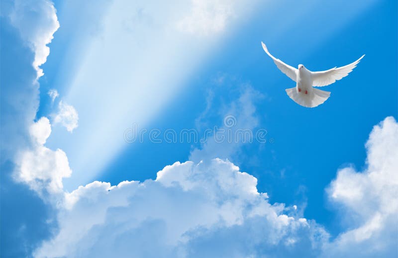 White dove flying in the sun rays among the clouds. White dove flying in the sun rays among the clouds