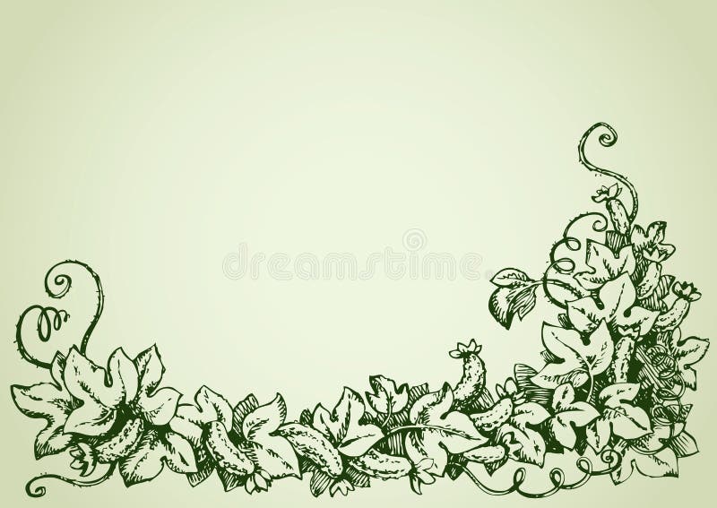 Vite di cetriolo Illustrazione di vettore royalty illustrazione gratis Vite di cetriolo Illustrazione di vettore royalty illustrazione gratis