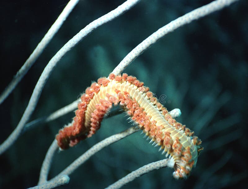 Spazzola Per La Pulizia Della Griglia, Spazzola Per Griglia