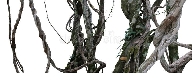Vite sudicia torta della giungla della liana selvatica con muschio, lichene