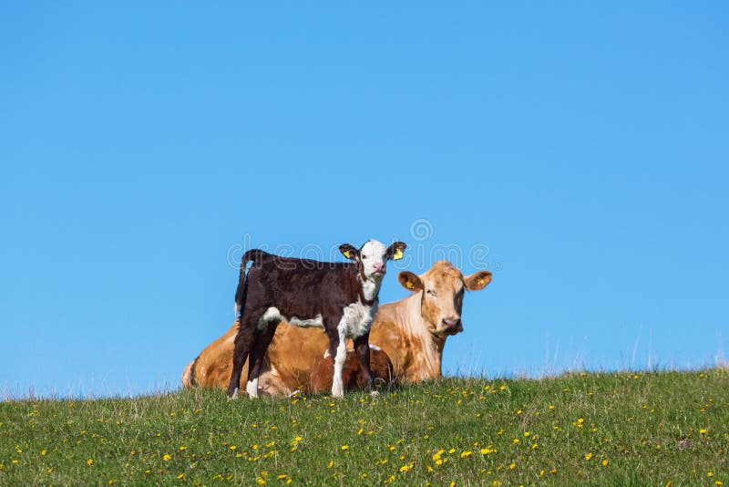 Vitela e vaca em um prado fotografia de stock Vitela e vaca em um prado fotografia de stock