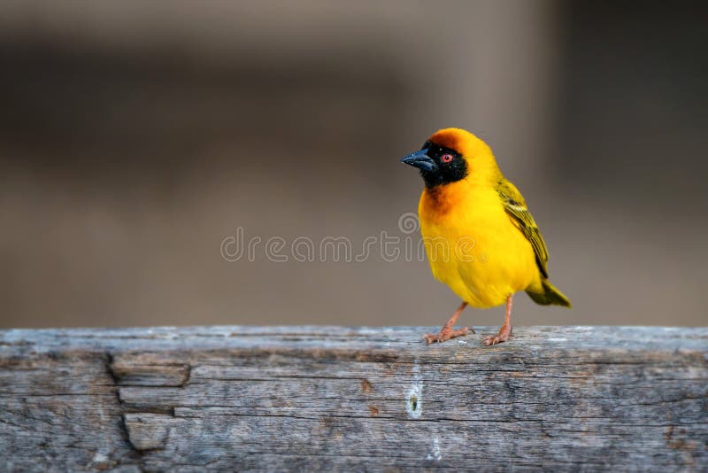 Vitelline masked weaver or Ploceus vitellinus