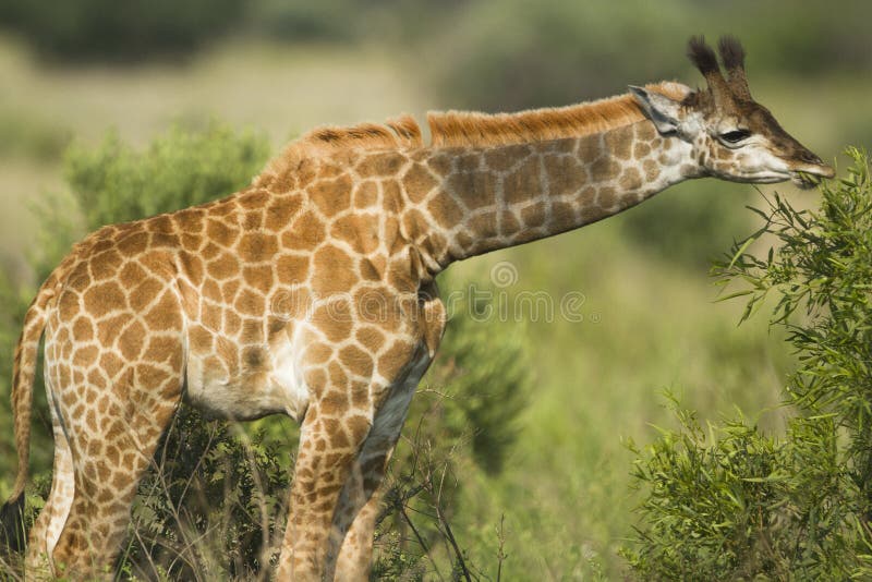 Vitello della giraffa immagine stock Vitello della giraffa immagine stock