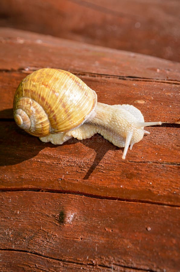 Vitesse d'escargot image stock. Image du beau, déménager 41364717