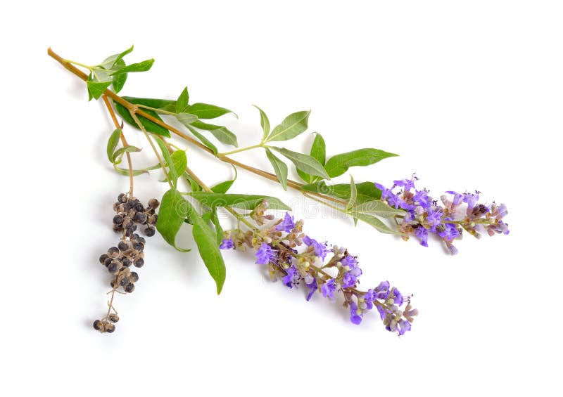 Image result for free vitex berries images