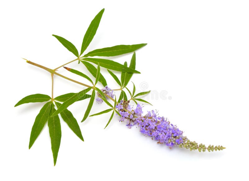 Vitex agnus-castusã€èŒ¶æ ‘æˆ–èŒ¶æ ‘ã€èŒ¶æ ‘èŽ“ã€äºšä¼¯æ‹‰ç½•å·´æž—ã€ä¸é¦™æ ‘æˆ–å’Œå°šèƒ¡æ¤’ã€‚Vitex agnus-castusä¹Ÿç§°ä¸ºvite 库存图片