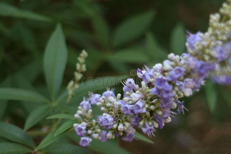 Vitex agnus-castus goes by many names vitex, chaste tree, chasteberry and monk`s pepper just to name a few. beautiful lilac colored blooms located on stalks. Known for alternative medical usage. Traditionally used in women`s health. Once thought to be a anaphrodisiac hence the name chaste. Produces a small fruit once considered a black pepper substitute.  Attracts large numbers of pollinators. Vitex agnus-castus goes by many names vitex, chaste tree, chasteberry and monk`s pepper just to name a few. beautiful lilac colored blooms located on stalks. Known for alternative medical usage. Traditionally used in women`s health. Once thought to be a anaphrodisiac hence the name chaste. Produces a small fruit once considered a black pepper substitute.  Attracts large numbers of pollinators.