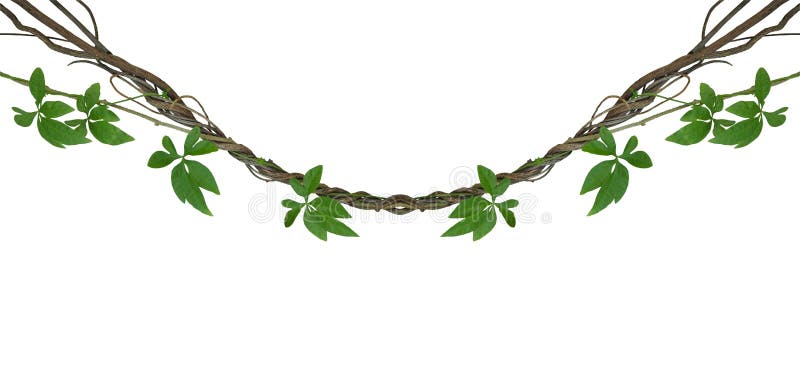 Twisted jungle vines with green leaves of wild morning glory liana plant isolated on white background, clipping path included. Twisted jungle vines with green leaves of wild morning glory liana plant isolated on white background, clipping path included.