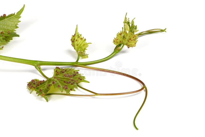 Vitifoliae de Daktulosphaira de phylloxéra de raisin sur les feuilles de vigne photographie stock libre de droits Vitifoliae de Daktulosphaira de phylloxéra de raisin sur les feuilles de vigne photographie stock libre de droits