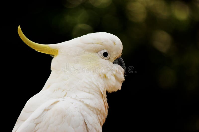 Vitkakaduastående arkivfoto
